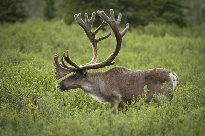 the back end of a deer looking towards the camera