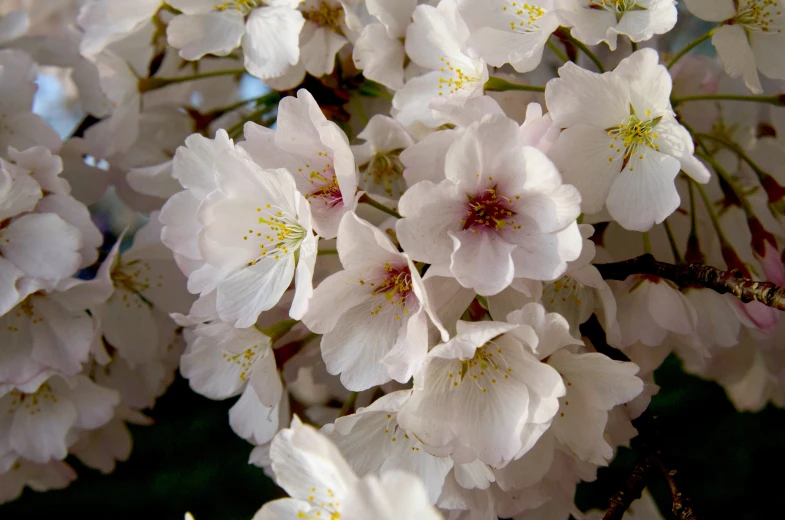 some pink flowers are blooming together in the forest