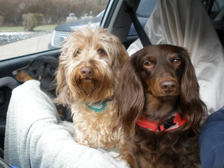 a close up of two dogs sitting in a car