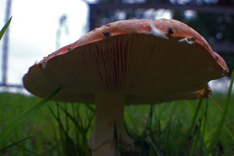 a close up of the top of a mushroom