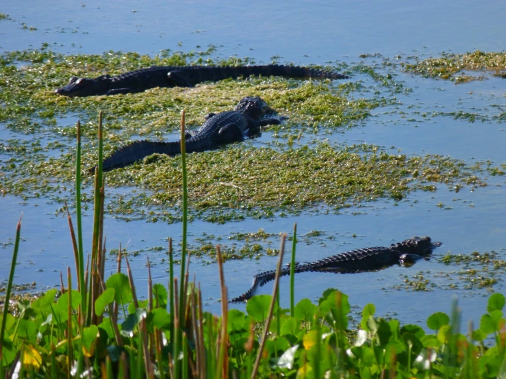 two crocodiles laying in water near weeds and greenery