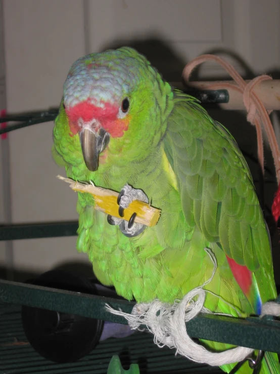 a green parrot sitting on top of a wooden perch