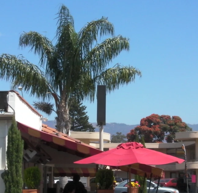 some tables with umbrellas and palm trees on the side