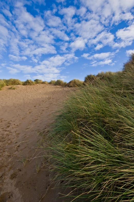 a beach with a sandy path and bushes