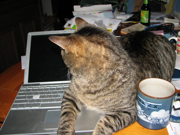 a gray and black cat standing next to a coffee cup