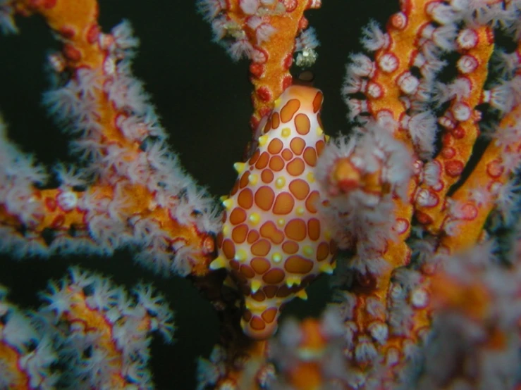 a closeup image of an underwater sea coral with orange and yellow decorations