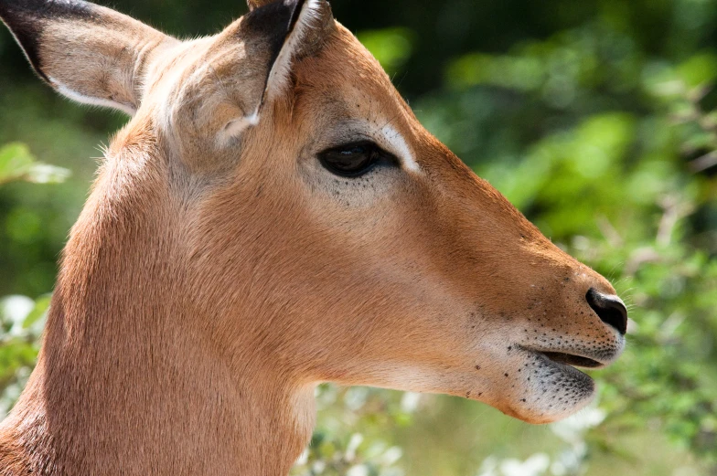 a brown antelope is standing in the bushes