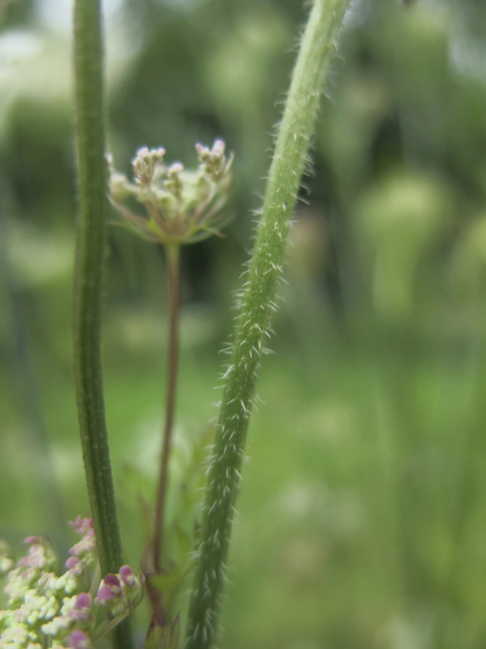 a bug crawling on a grass covered field