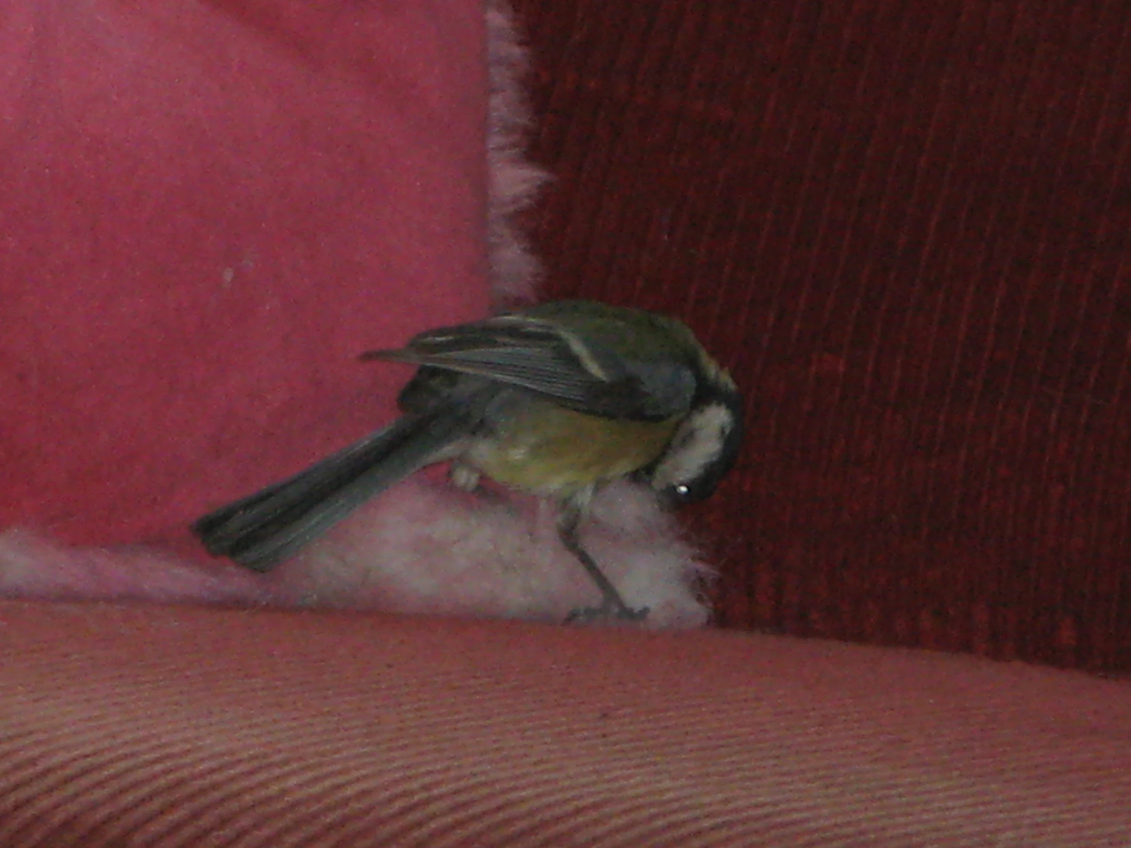 a small bird standing on top of a red cushion