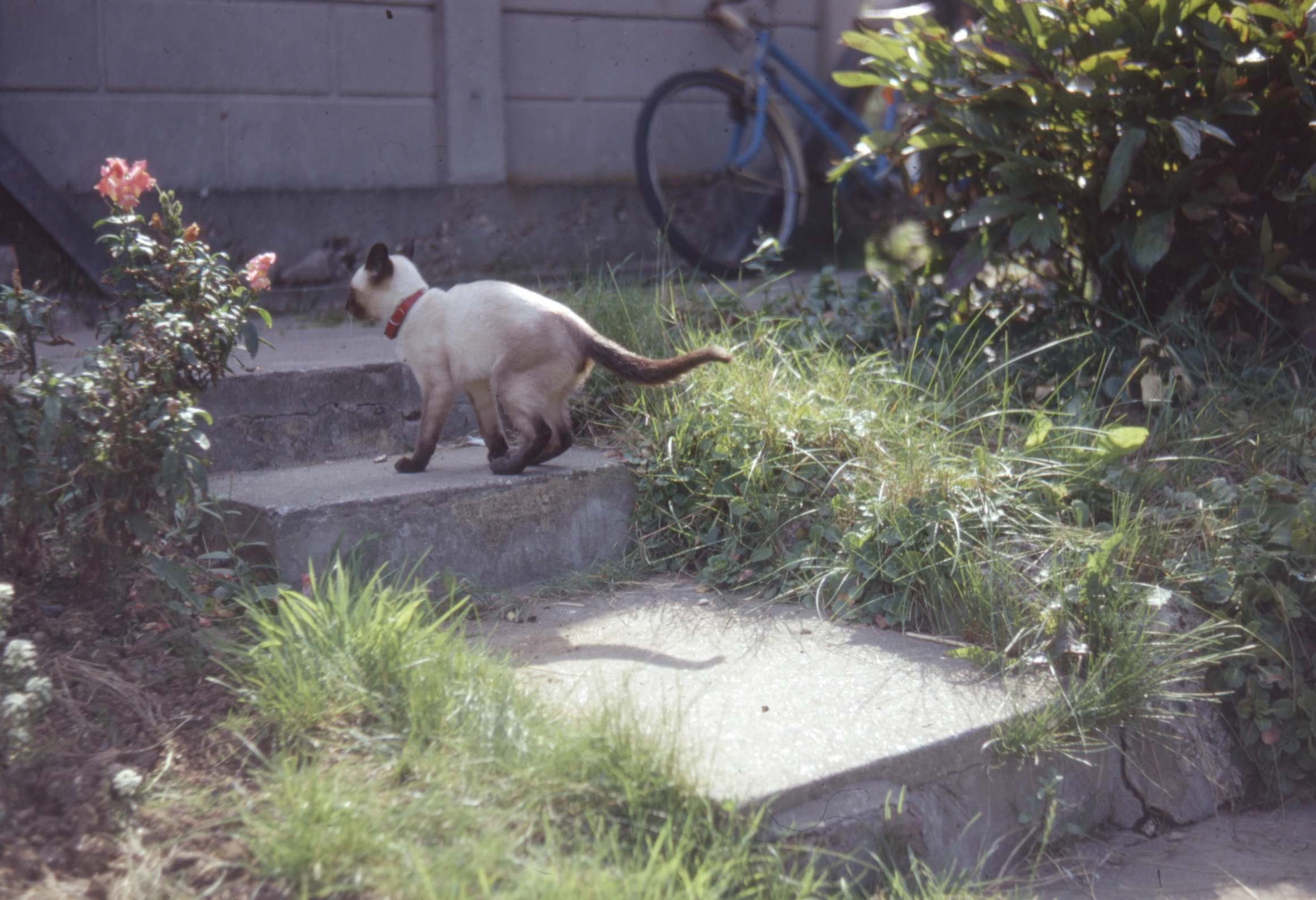 a siamese cat walking up stairs in the grass