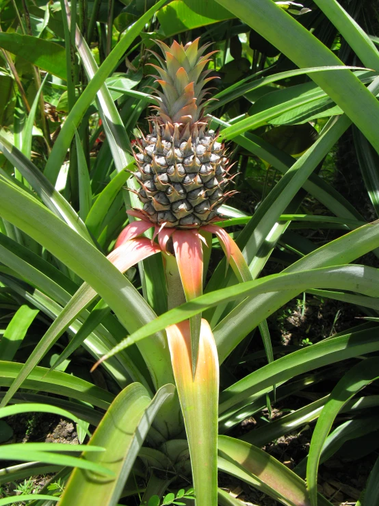 a pineapple plant with a big leafy green background