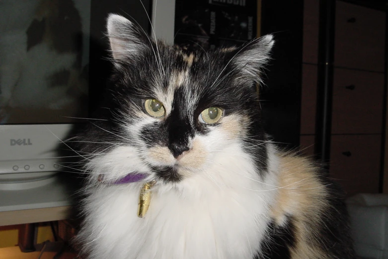 a calico cat sitting by a computer monitor