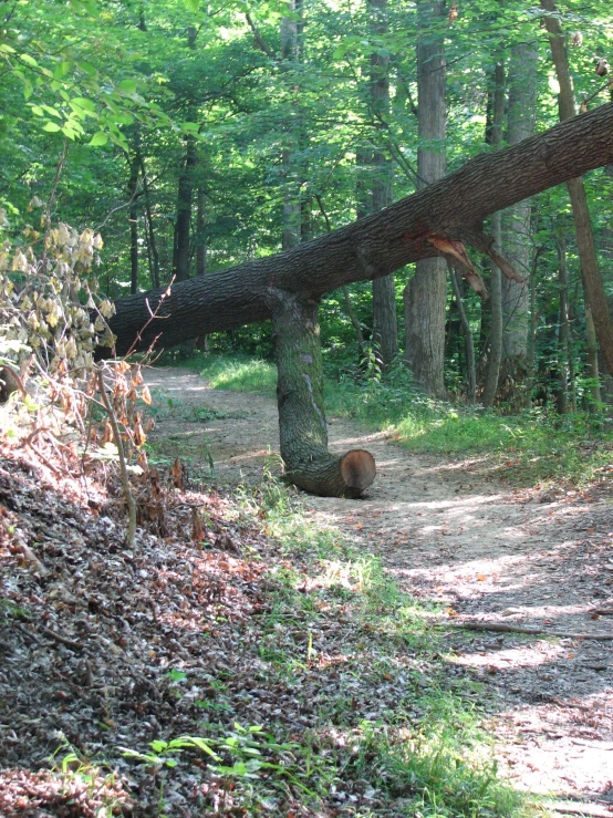 a fallen tree blocks access to a small wooded trail