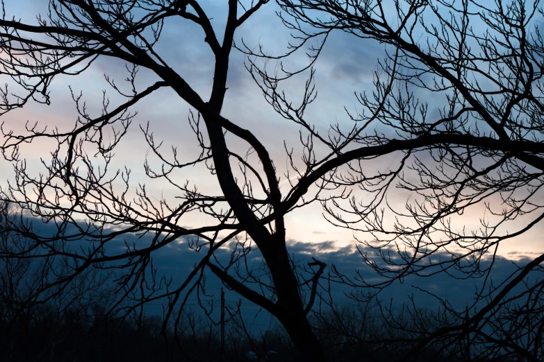 a bare tree in front of an evening sky