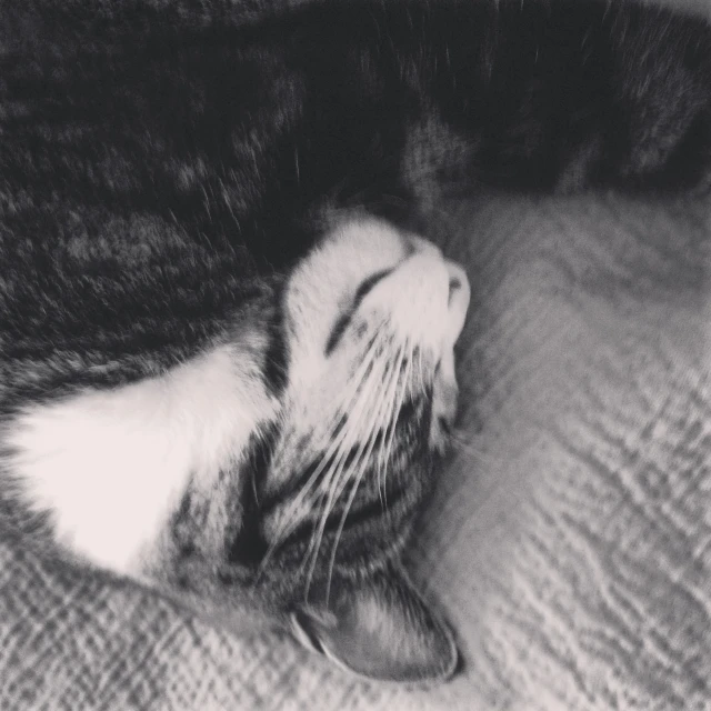 black and white cat sleeping on bed top