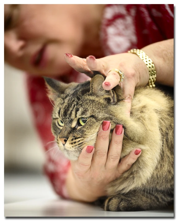 a woman petting a grey cat sitting on a table