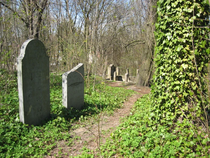 a path through a forest lined with overgrown cemetery