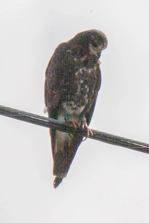 a small black bird perched on the wires