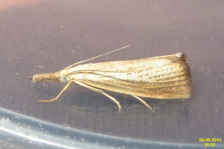 a erfly sitting on top of a glass table