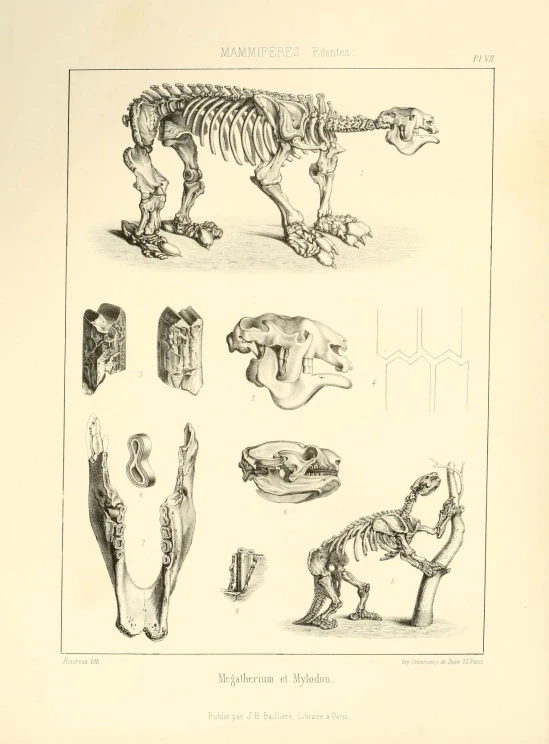 an old print with an image of different animals