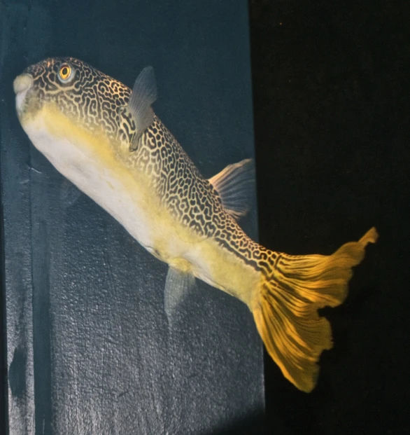 a large fish on display on a shelf
