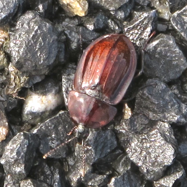 a closeup of a beetle on some rocks