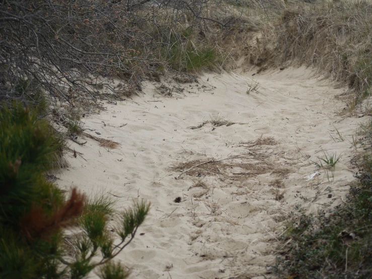 a path between grassy and sand dunes in a forest