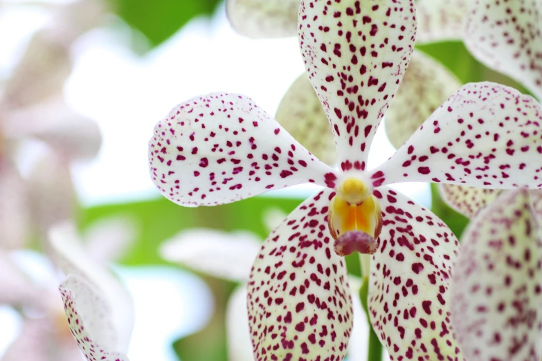 a beautiful white and maroon flower with dots on it