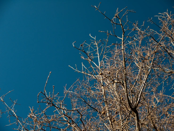 a tree that has a bird sitting in the top of it