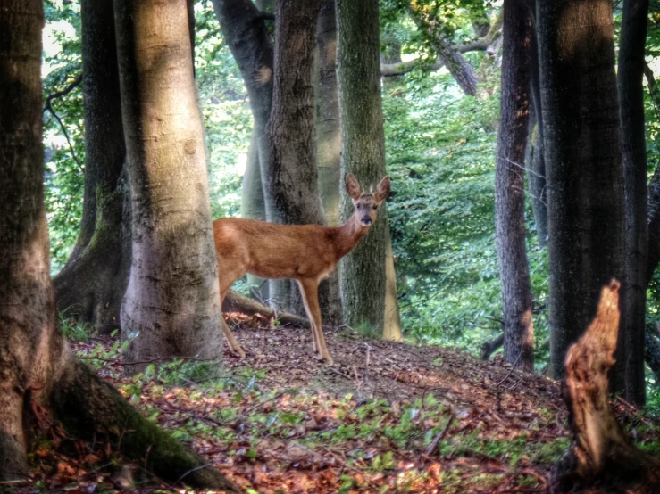 a deer standing in the middle of a forest