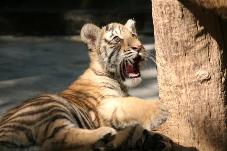 a young tiger is snarling like a tiger