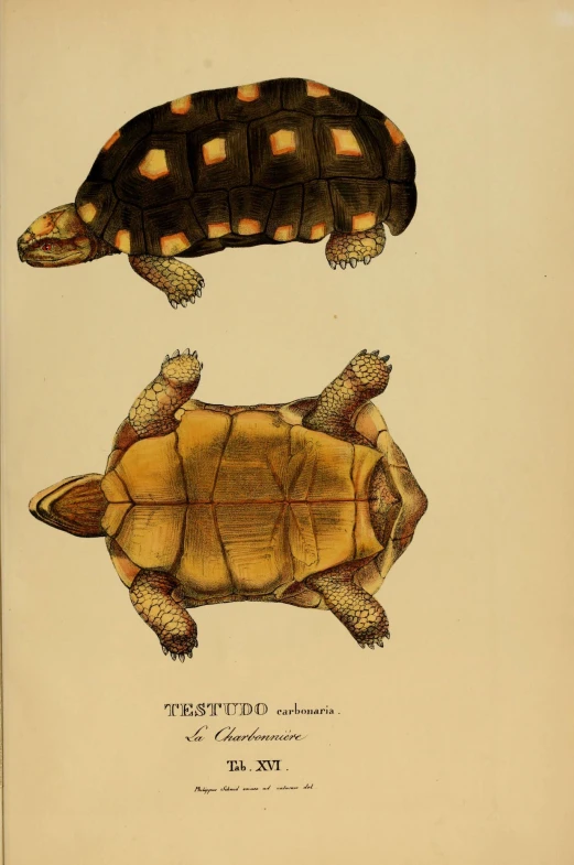 a turtle and an amphionimus turtle are depicted in the book