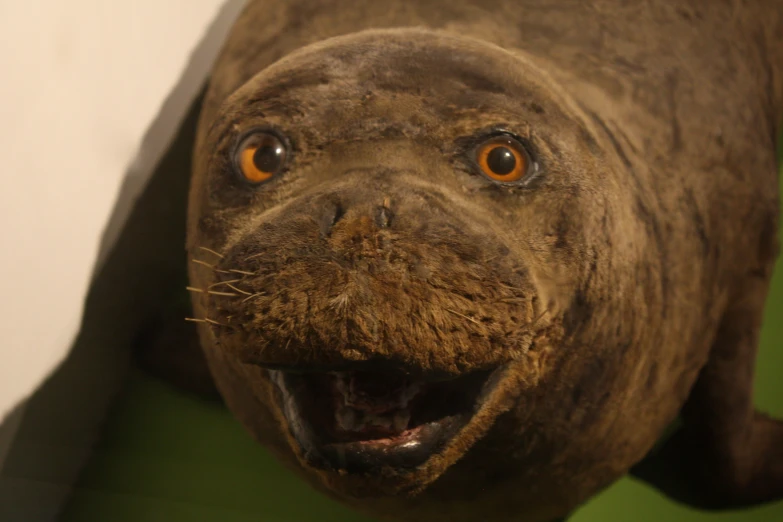 a stuffed walong looks up with its mouth open