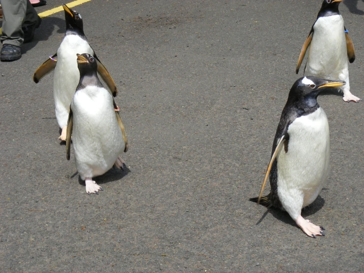 three penguins walking across a sidewalk next to a person holding soing