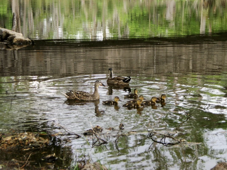 several ducks swimming in a pond with one duck and two ducklings