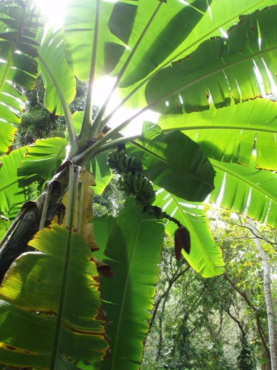 banana tree and nches with bright sunlight in background