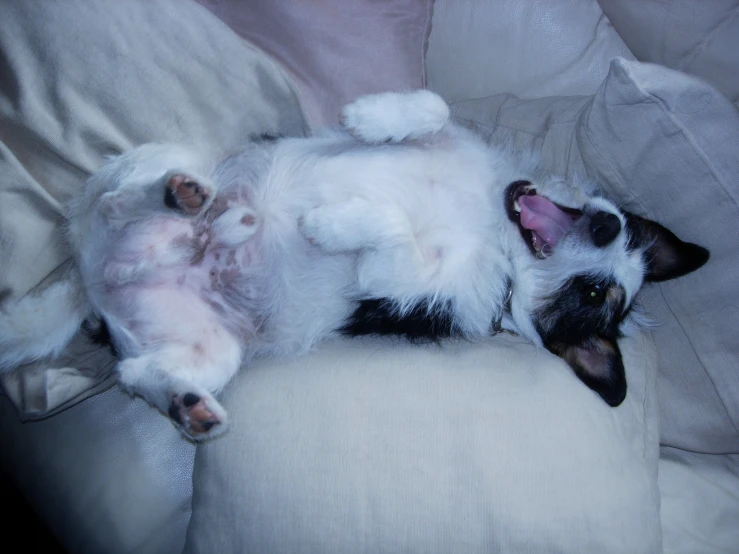 a kitten with a toy on it's back is laying on a white chair