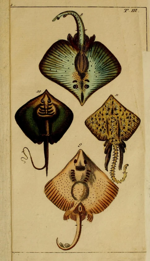 a drawing shows an image of four species of exotic objects