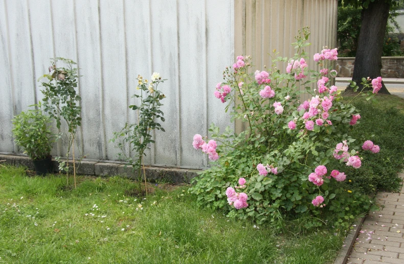 pink roses are in the front yard of a house