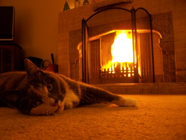 the cat is relaxing by the fireplace