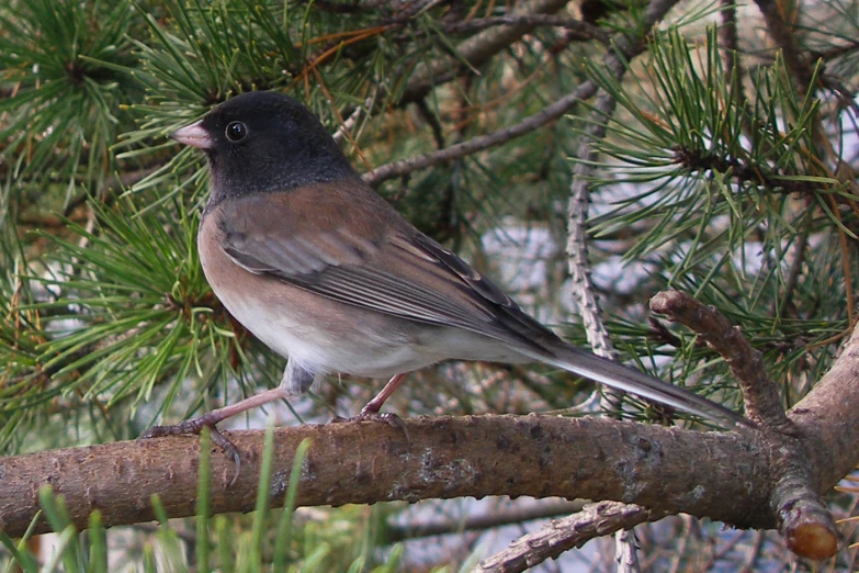 the bird is perched on the limb of a pine tree