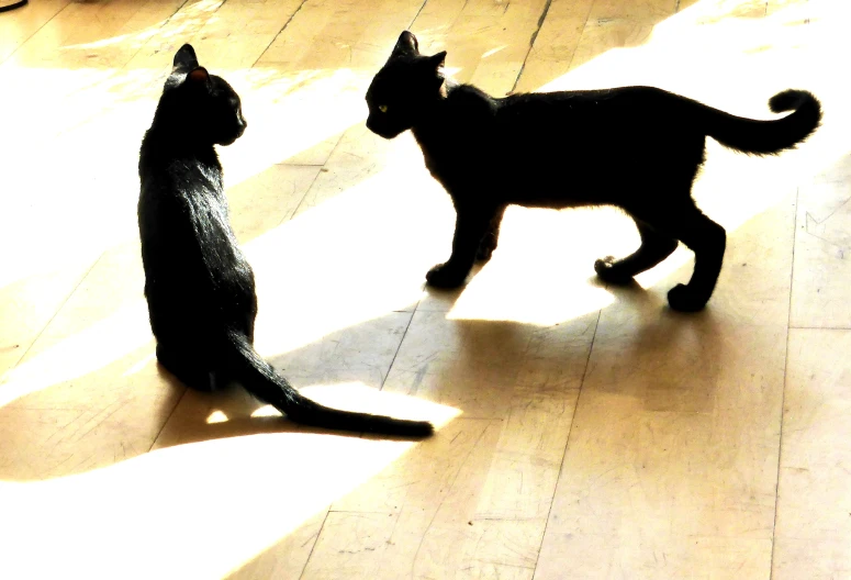 a black cat and a dark black cat standing on a hard wood floor