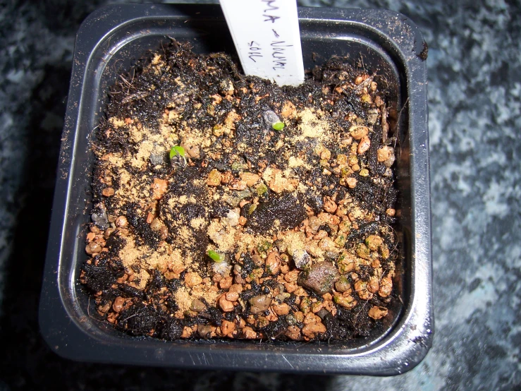 the soil in a plastic tray has green and brown plants