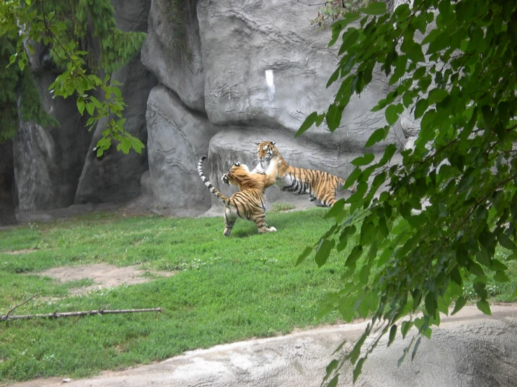 two tiger walking in an enclosure, one of them behind another