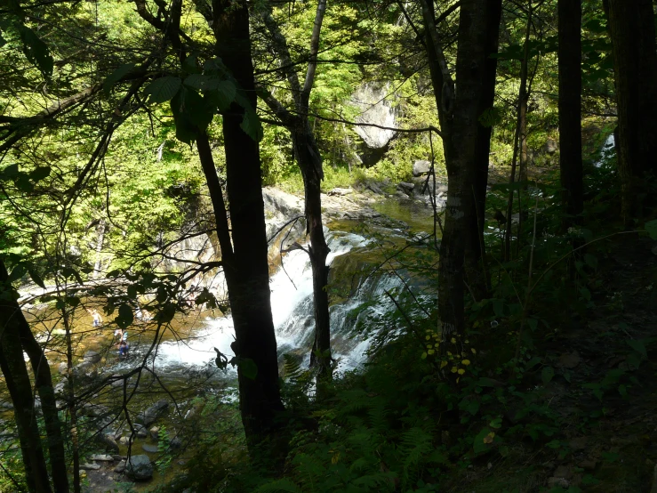 a creek in a wooded area of a forest