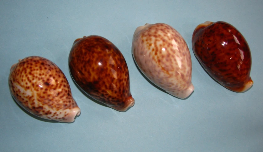 a row of five spotted shells, all in various colors