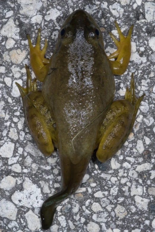 a frog sitting on top of a sidewalk