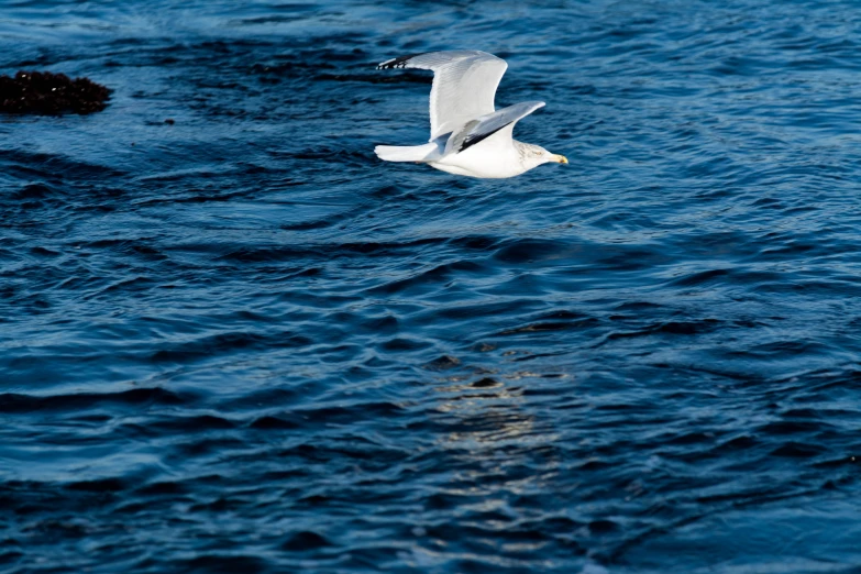 a seagull flying over some calm water