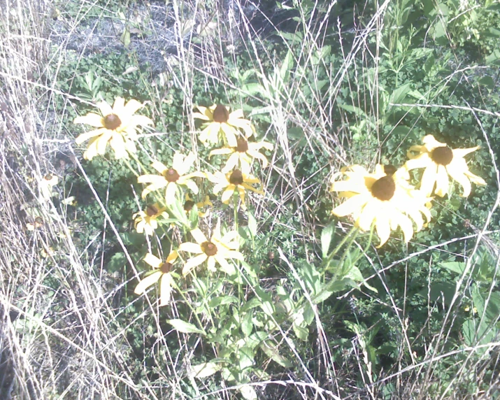 yellow flowers with stems near some rocks and bushes