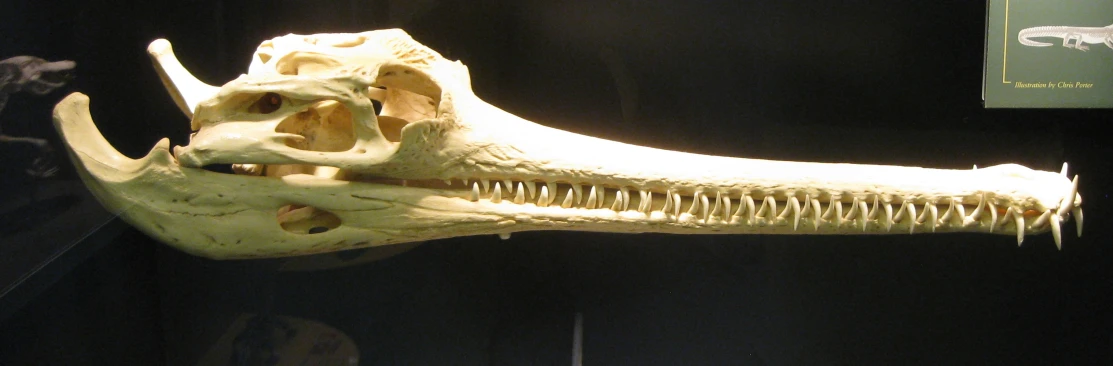 a museum display of large dinosaur teeth, including the jaw and mouth